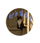 可愛すぎる♥癒しのお外猫（個別スタンプ：6）