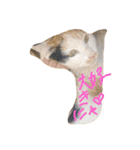 可愛すぎる♥癒しのお外猫（個別スタンプ：8）