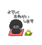 ドラくんの日常①〜黒トイプードル〜（個別スタンプ：31）