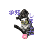 犬猫三昧③（個別スタンプ：1）