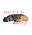 犬猫三昧③（個別スタンプ：2）