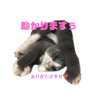 犬猫三昧③（個別スタンプ：3）