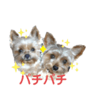 犬猫三昧③（個別スタンプ：4）