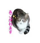 犬猫三昧③（個別スタンプ：5）