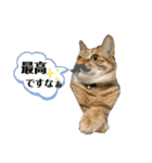 犬猫三昧③（個別スタンプ：6）