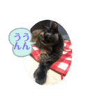 犬猫三昧③（個別スタンプ：7）