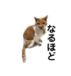 犬猫三昧③（個別スタンプ：8）