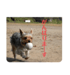 犬猫三昧③（個別スタンプ：9）