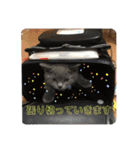 犬猫三昧③（個別スタンプ：10）