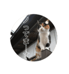 犬猫三昧③（個別スタンプ：11）
