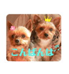犬猫三昧③（個別スタンプ：12）