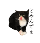 犬猫三昧③（個別スタンプ：13）