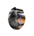 犬猫三昧③（個別スタンプ：15）