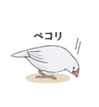 文鳥三昧〜白文鳥〜（個別スタンプ：8）