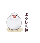 文鳥三昧〜白文鳥〜（個別スタンプ：17）