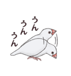 文鳥三昧〜白文鳥〜（個別スタンプ：24）