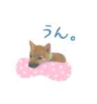 豆柴のハクのあいさつスタンプ（個別スタンプ：13）