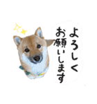 豆柴のハクのあいさつスタンプ（個別スタンプ：21）