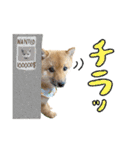 豆柴のハクのあいさつスタンプ（個別スタンプ：24）