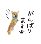 豆柴のハクのあいさつスタンプ（個別スタンプ：33）