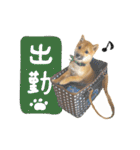 豆柴のハクのあいさつスタンプ（個別スタンプ：35）