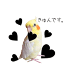 あまえんぼうくっくちゃん（個別スタンプ：1）