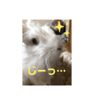 アンゴラうさぎのハクくん【よく使う言葉】（個別スタンプ：13）