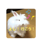 アンゴラうさぎのハクくん【よく使う言葉】（個別スタンプ：15）