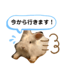 アンゴラうさぎのハクくん【よく使う言葉】（個別スタンプ：16）