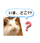 アンゴラうさぎのハクくん【よく使う言葉】（個別スタンプ：18）