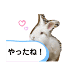 アンゴラうさぎのハクくん【よく使う言葉】（個別スタンプ：28）