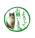 猫々しい！（個別スタンプ：1）