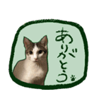 猫々しい！（個別スタンプ：2）