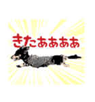 ミニチュアダックスの気ままなランチ⑲（個別スタンプ：3）