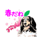 ミニチュアダックスの気ままなランチ⑲（個別スタンプ：11）