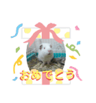 モルモット ふくちゃん（個別スタンプ：4）