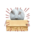 モルモット ふくちゃん（個別スタンプ：10）