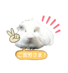 モルモット ふくちゃん（個別スタンプ：11）