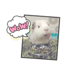 モルモット ふくちゃん（個別スタンプ：15）