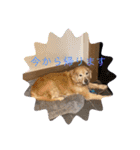 ゴールデンレトリバーのももさん！（個別スタンプ：22）