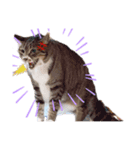 猫で表現（個別スタンプ：1）