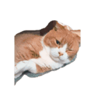 猫で表現（個別スタンプ：2）