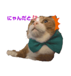 猫で表現（個別スタンプ：3）