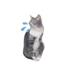 猫で表現（個別スタンプ：4）