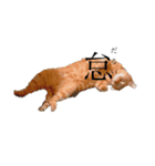 猫で表現（個別スタンプ：5）