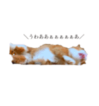 猫で表現（個別スタンプ：7）