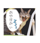 見習う自粛生活⑥（個別スタンプ：5）