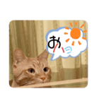 見習う自粛生活⑥（個別スタンプ：6）