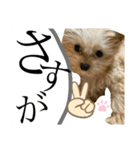 子犬でシンプルに伝えるスタンプ（個別スタンプ：7）