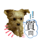 子犬でシンプルに伝えるスタンプ（個別スタンプ：26）